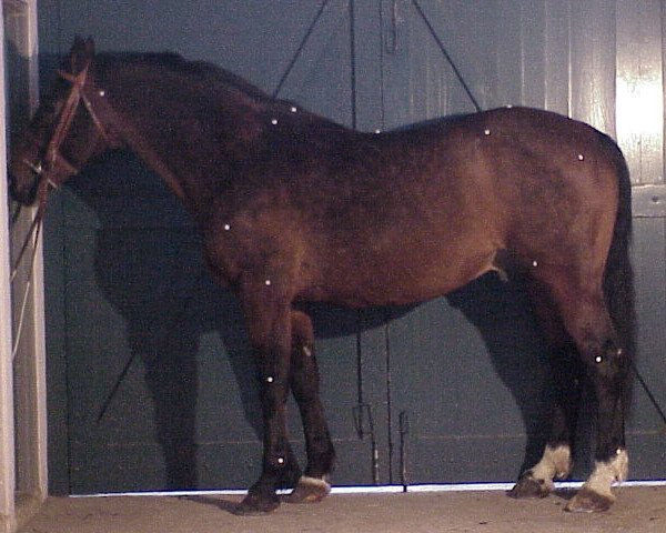stallion Troupier (Selle Français, 1985, from Muguet du Manoir)