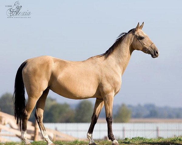 broodmare Asylgul (Akhal-Teke, 1995, from Galkan)