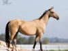 broodmare Asylgul (Akhal-Teke, 1995, from Galkan)