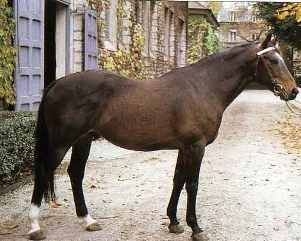 stallion Fort Grandchamp (Selle Français, 1971, from Fort National xx)