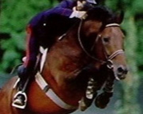 stallion Risketou (Selle Français, 1983, from Lord Gordon)