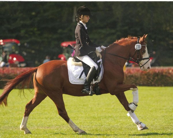 dressage horse Kosmo van Esseborg (German Riding Pony, 2007, from Komet)