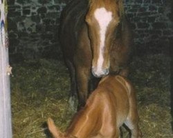 broodmare Oriele de la Mare (Selle Français, 1980, from Uriel)