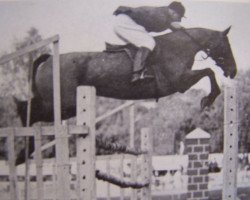 broodmare Flora (Selle Français, 1948, from Tripoli AA)