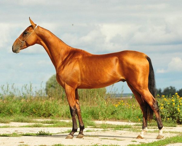 Deckhengst Akhtamar (Achal Tekkiner, 2010, von Tyllagush 2)