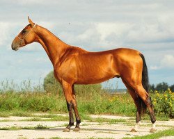 stallion Akhtamar (Akhal-Teke, 2010, from Tyllagush 2)