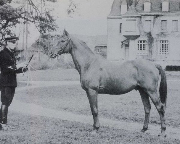 stallion Floriss II AA (Anglo-Arabs, 1954, from Cor de Chasse xx)
