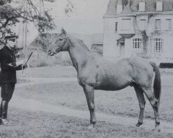 Deckhengst Floriss II AA (Anglo-Araber, 1954, von Cor de Chasse xx)