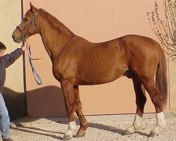 stallion Natif de Corday (Selle Français, 1979, from Foudre de Guerre)