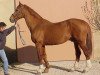 stallion Natif de Corday (Selle Français, 1979, from Foudre de Guerre)