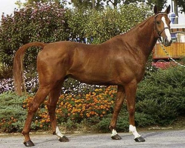stallion Rodeo de Baussy (Selle Français, 1983, from Livarot)