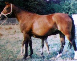 broodmare Tyrosine des Isles (Selle Français, 1985, from Dolmen)