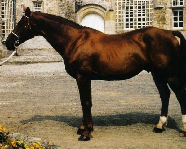 horse Lieu de Rampan (Selle Français, 1977, from Quastor)