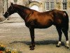 stallion Lieu de Rampan (Selle Français, 1977, from Quastor)