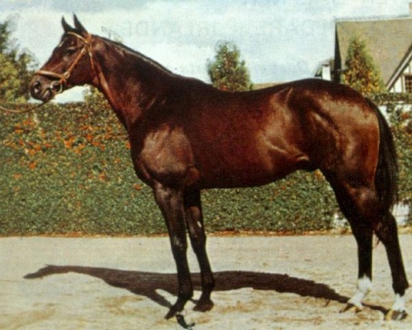 stallion Cadmus xx (Thoroughbred, 1963, from Supreme Court xx)