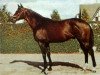 stallion Cadmus xx (Thoroughbred, 1963, from Supreme Court xx)