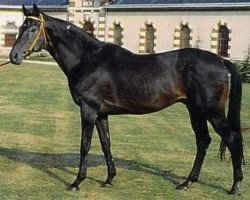 stallion King's Road xx (Thoroughbred, 1976, from Cadmus xx)