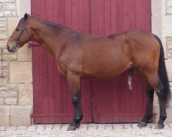 stallion Eveil de la Cour (Selle Français, 1992, from King's Road xx)