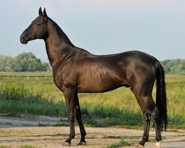 stallion Gran-Pri (Akhal-Teke, 2005, from Gurtbil)