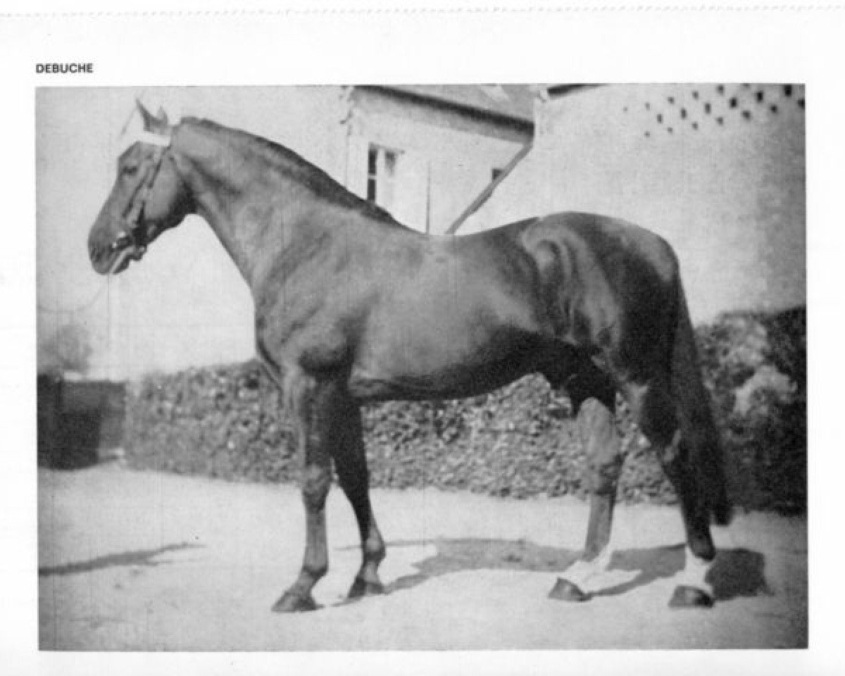 stallion Debuche (Anglo-Norman, 1947, from Tres Orange)