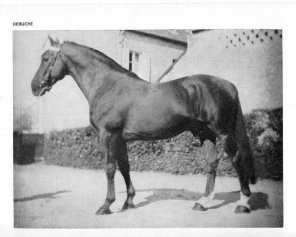 stallion Debuche (Anglo-Norman, 1947, from Tres Orange)