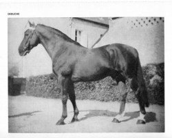 stallion Debuche (Anglo-Norman, 1947, from Tres Orange)