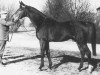 stallion Eratosthenes xx (Thoroughbred, 1957, from Guersant xx)
