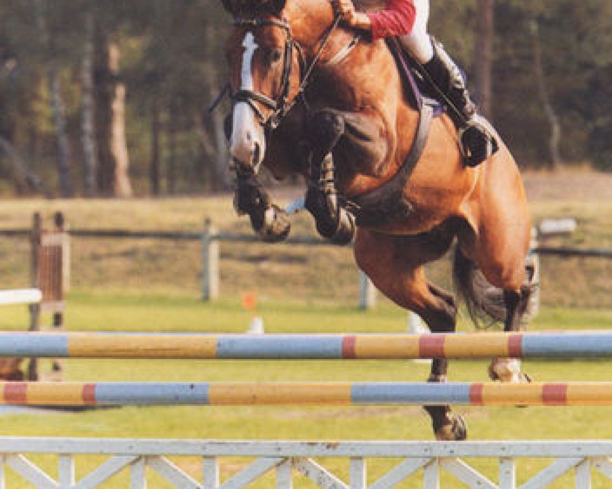 stallion Galisco du Mesnil (Selle Français, 1994, from Jalisco B)