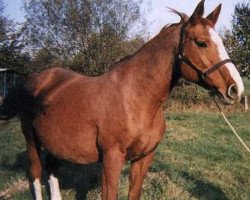 broodmare Fronde du Poncel (Selle Français, 1971, from Rantzau xx)