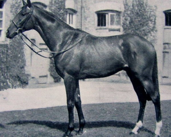 Pferd Nimbus xx (Englisches Vollblut, 1946, von Nearco xx)