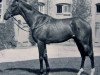 stallion Nimbus xx (Thoroughbred, 1946, from Nearco xx)