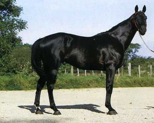 stallion Jeroboab (Selle Français, 1975, from Night and Day xx)
