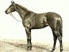 broodmare Maureen xx (Thoroughbred, 1931, from Son In Law xx)