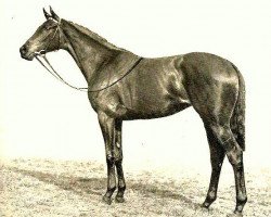 broodmare Maureen xx (Thoroughbred, 1931, from Son In Law xx)