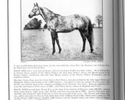 stallion Magic Red xx (Thoroughbred, 1941, from Link Boy xx)