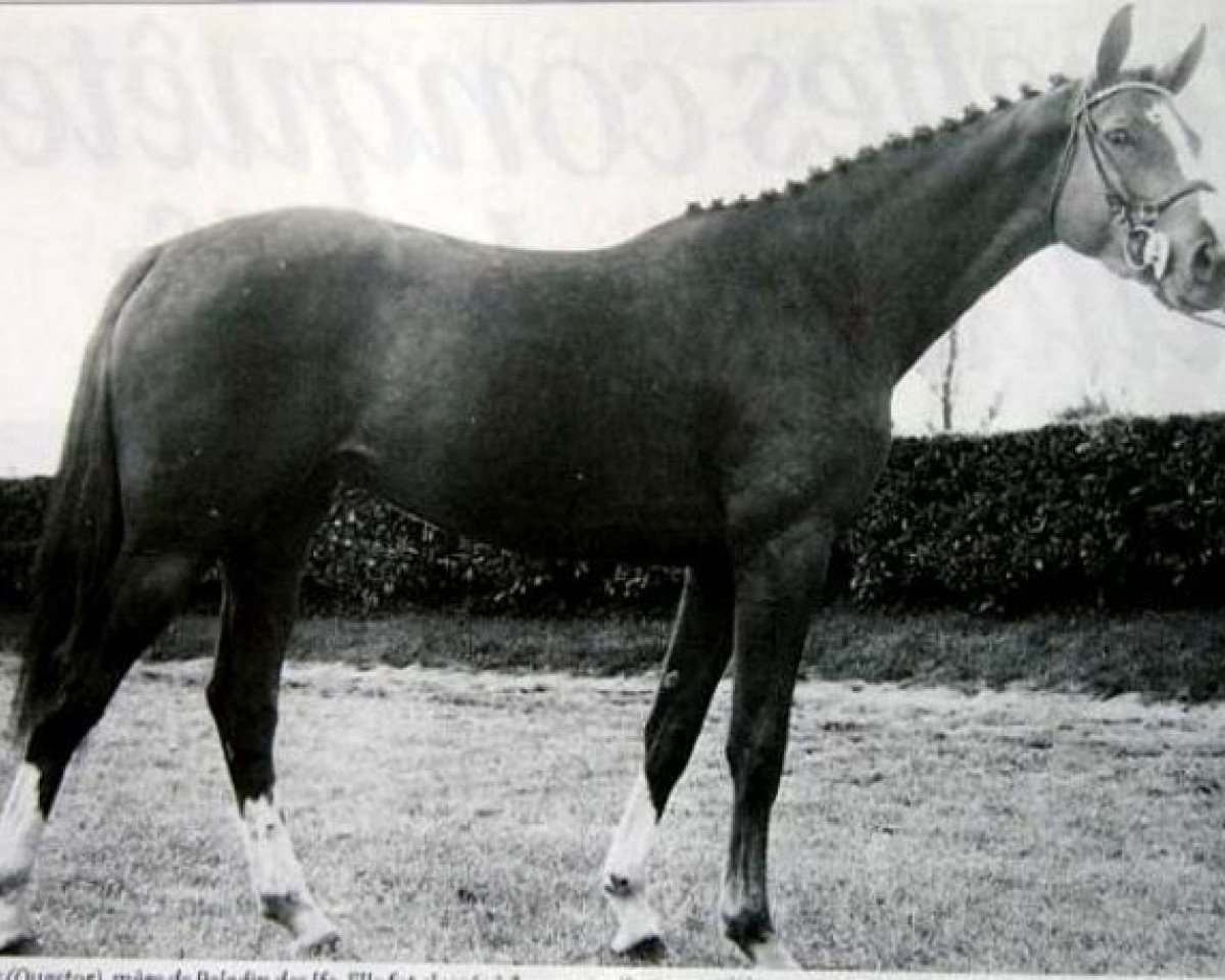 Zuchtstute Lutine des Ifs (Selle Français, 1977, von Quastor)