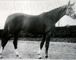 broodmare Lutine des Ifs (Selle Français, 1977, from Quastor)