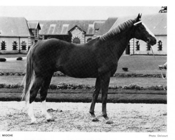 stallion Le Mioche xx (Thoroughbred, 1951, from Le Moutard xx)