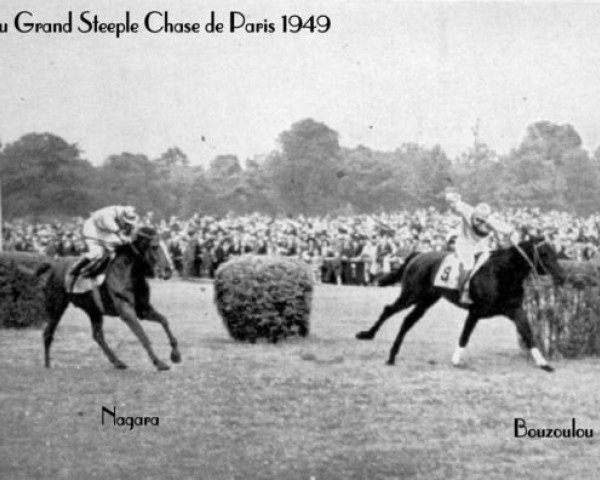stallion Bouzoulou xx (Thoroughbred, 1943, from Sirlan xx)