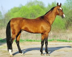 stallion Khazar (Akhal-Teke, 2004, from Aravan)