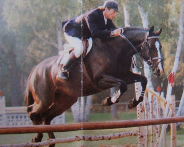 stallion Ultra Chic AA (Anglo-Arabs, 1986, from Iago C AA)