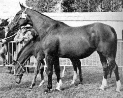 broodmare Kadine (Selle Français, 1954, from Centaure du Bois)