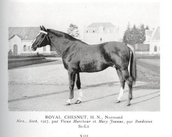 stallion Royal Chesnut (Anglo-Norman, 1917, from Vieux Marcheur xx)
