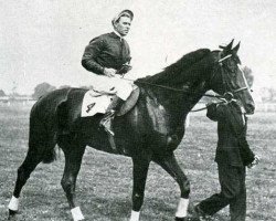 stallion Dadji xx (Thoroughbred, 1933, from Asterus xx)