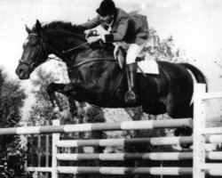 broodmare Stella (Selle Français, 1962, from Nithard AA)