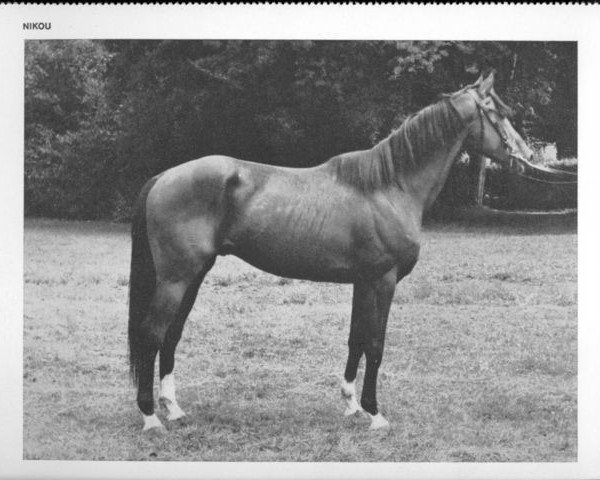 stallion Nikou AA (Anglo-Arabs, 1964, from Nikita III AA)