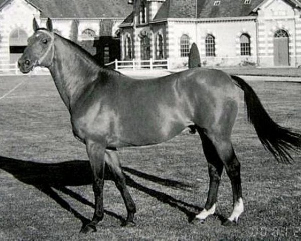 stallion Iris Landai (Selle Français, 1974, from St. Brendan xx)