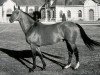 stallion Iris Landai (Selle Français, 1974, from St. Brendan xx)