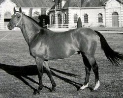 Deckhengst Iris Landai (Selle Français, 1974, von St. Brendan xx)