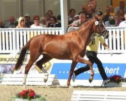 broodmare Don Friderike H (Hanoverian, 2009, from Don Frederico)